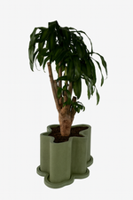 تحميل الصورة إلى عارض المعرض، The Rupert Planter