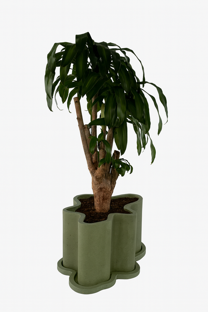 The Rupert Planter